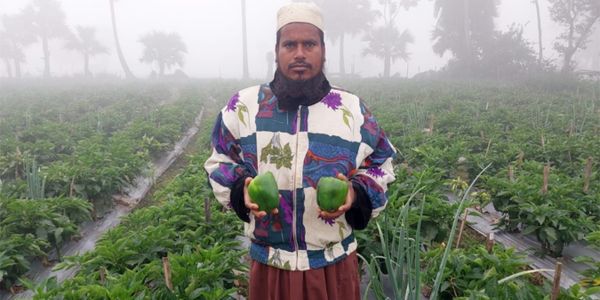 কৃষকদের আশার আলো দেখাচ্ছে ক্যাপসিকাম